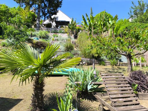 Repos et Détente Jardin verdoyant avec palmiers, végétation luxuriante et une maison en arrière-plan.